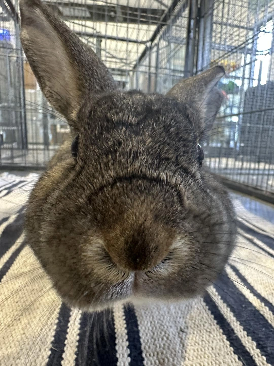 lapins